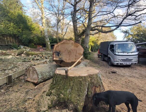 Tree Felling