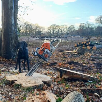 Tree Felling 3