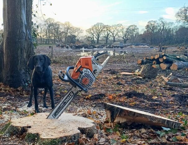 Tree Felling 3