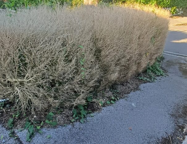 Stump Grinding 5