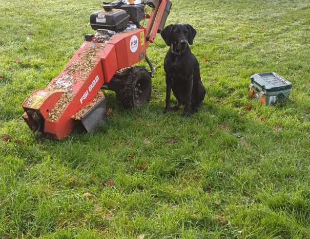 Stump Grinding