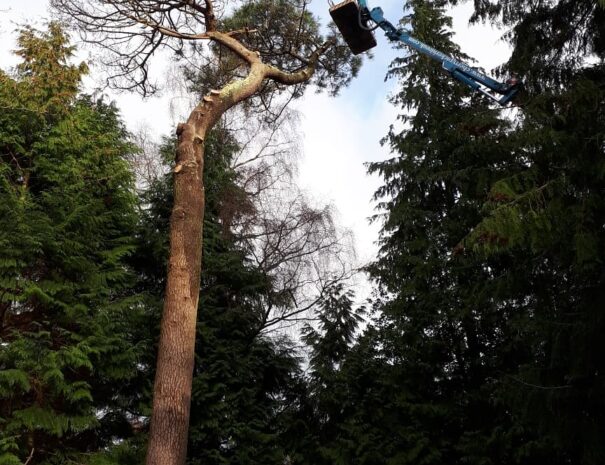 Dead Tree Removal 6