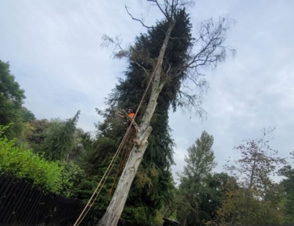 Dead Tree Removal